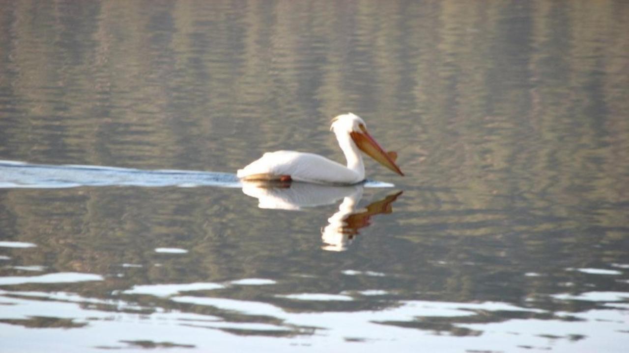 Feathernest On The Lake Villa Fawnskin Bagian luar foto